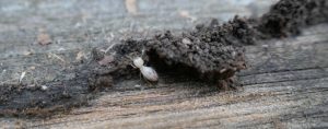 Read more about the article How To Tell If You Have Termites: The Most Common Signs