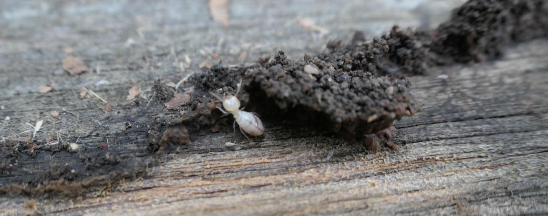 You are currently viewing How To Tell If You Have Termites: The Most Common Signs
